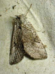 Syngrapha viridisigma