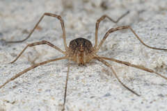 Odiellus spinosus