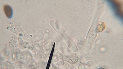 Panaeolus fontinalis