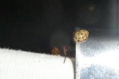 Harmonia quadripunctata