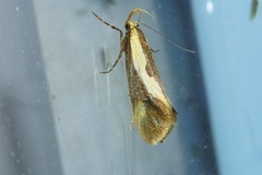 Harpella forficella