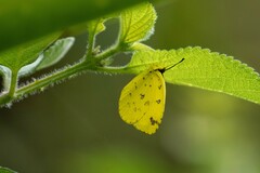 Eurema floricola ceres
