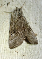 Syngrapha viridisigma