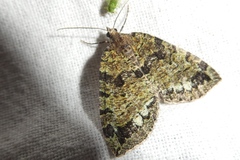 Hydriomena furcata
