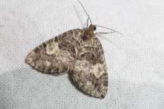 Hydriomena furcata