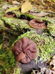 Pachyella clypeata