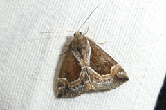 Hypena crassalis