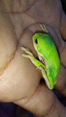 Pithecopus hypochondrialis