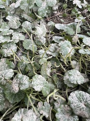 Erysiphe aquilegiae