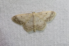 Idaea biselata