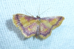 Idaea muricata