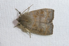Ipimorpha subtusa