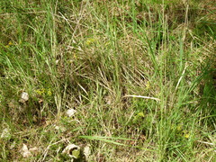 Genista germanica