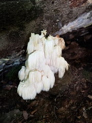 Hericium americanum