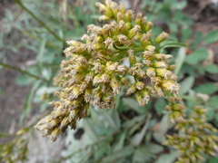 Solidago missouriensis