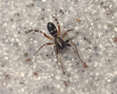 Castianeira cingulata