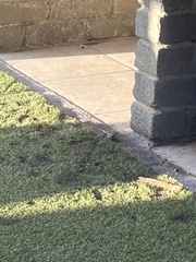 Trachylepis spilogaster