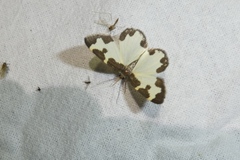 Lomaspilis marginata