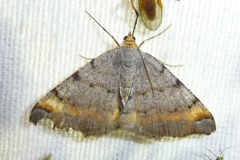 Macaria liturata