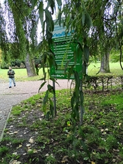 Salix babylonica