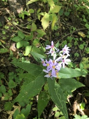 Symphyotrichum shortii