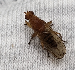 Suillia longipennis