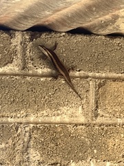 Trachylepis spilogaster