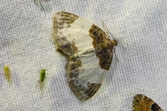 Mesoleuca albicillata