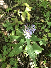 Symphyotrichum shortii