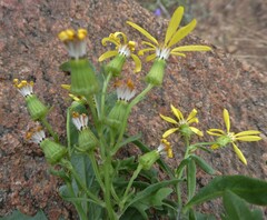 Senecio fremontii