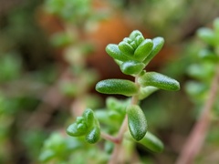 Sedum