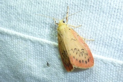 Miltochrista miniata