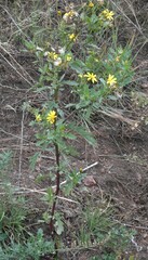 Senecio fremontii