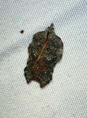 Acleris effractana