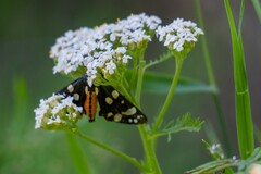 Callimorpha dominula