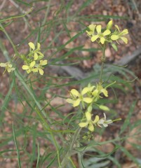 Sisymbrium altissimum