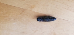Elateridae