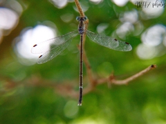 Lestes praemorsus