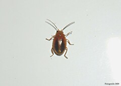 Prionocyphon limbatus