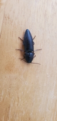 Elateridae