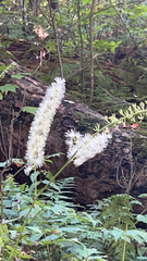 Actaea racemosa