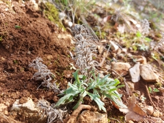 Ajuga chamaepitys