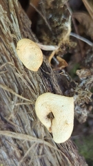 Rhizocybe