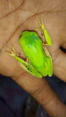 Pithecopus hypochondrialis