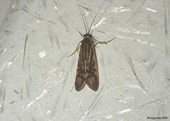 Macrostemum zebratum