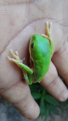 Pithecopus hypochondrialis