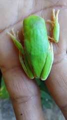 Pithecopus hypochondrialis