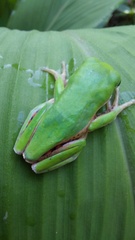 Pithecopus hypochondrialis