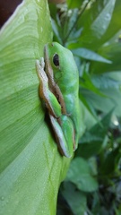 Pithecopus hypochondrialis