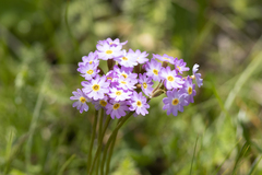 Primula pamirica